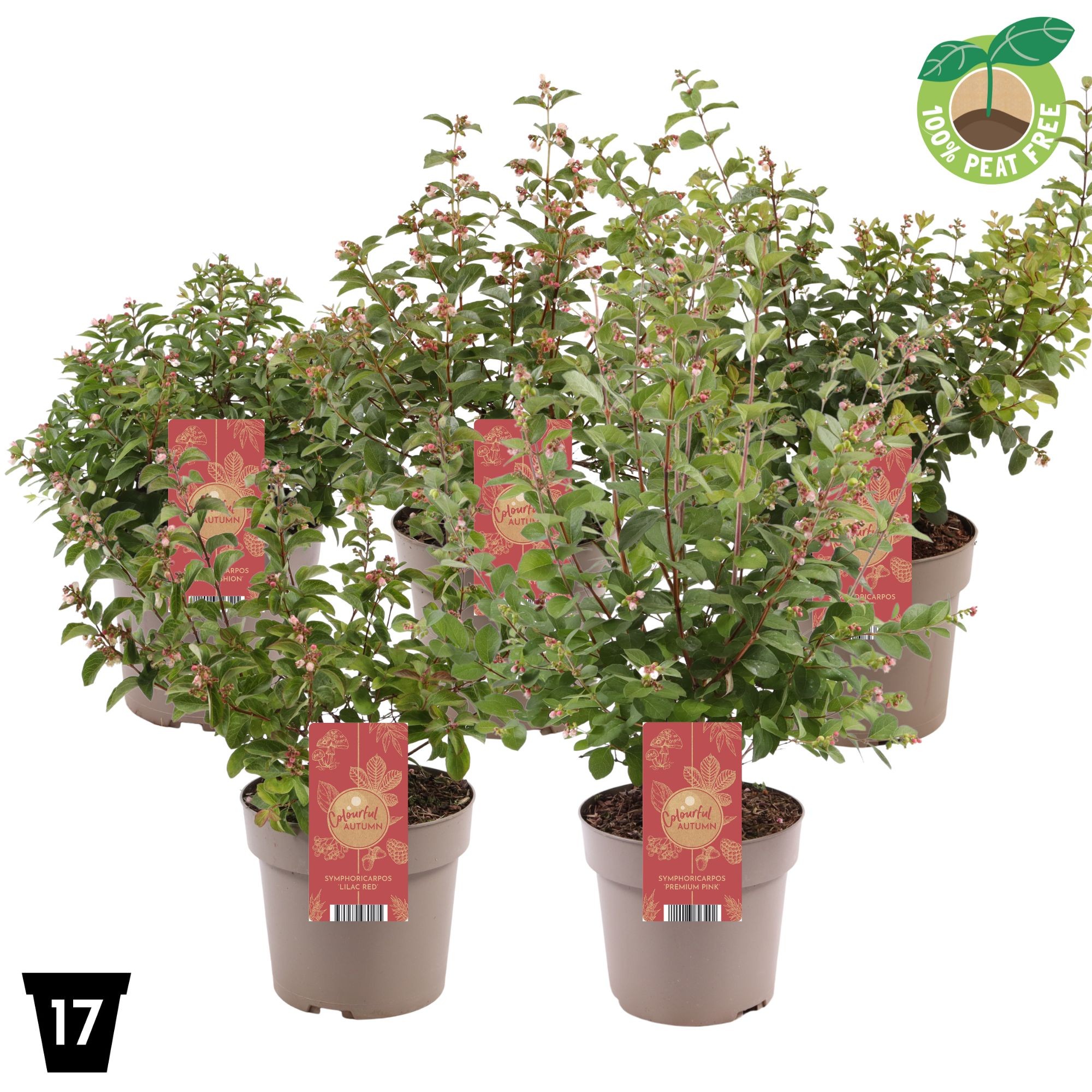 Picture of Symphoricarpos mix