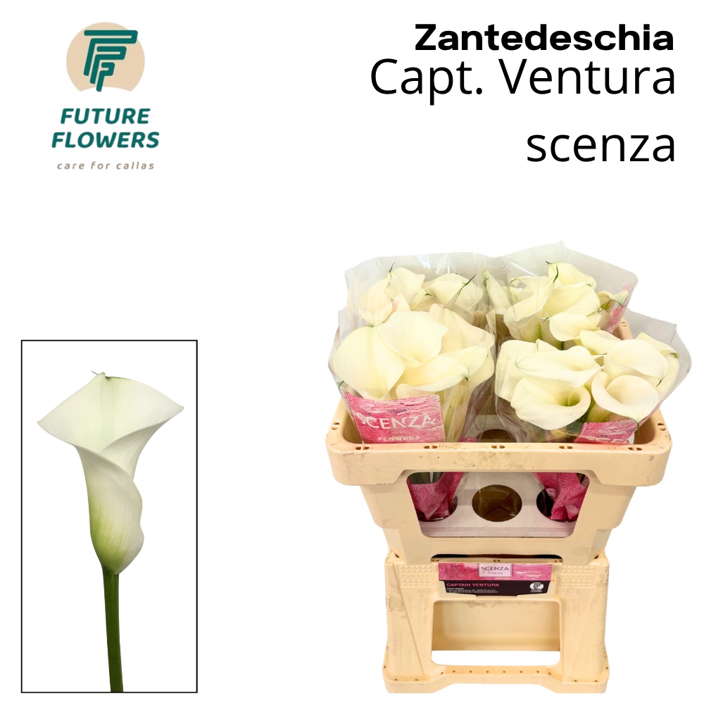 Calla Capt Ventura 50cm
