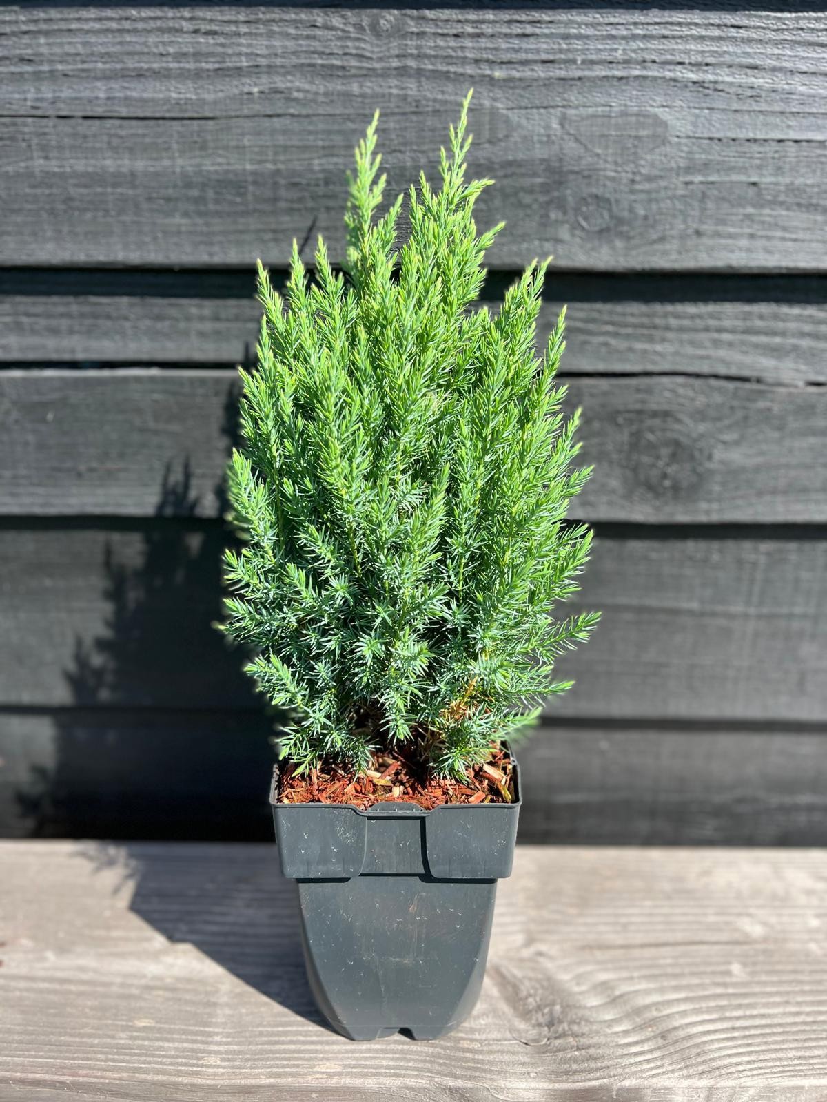 Juniperus chinensis 'Stricta'