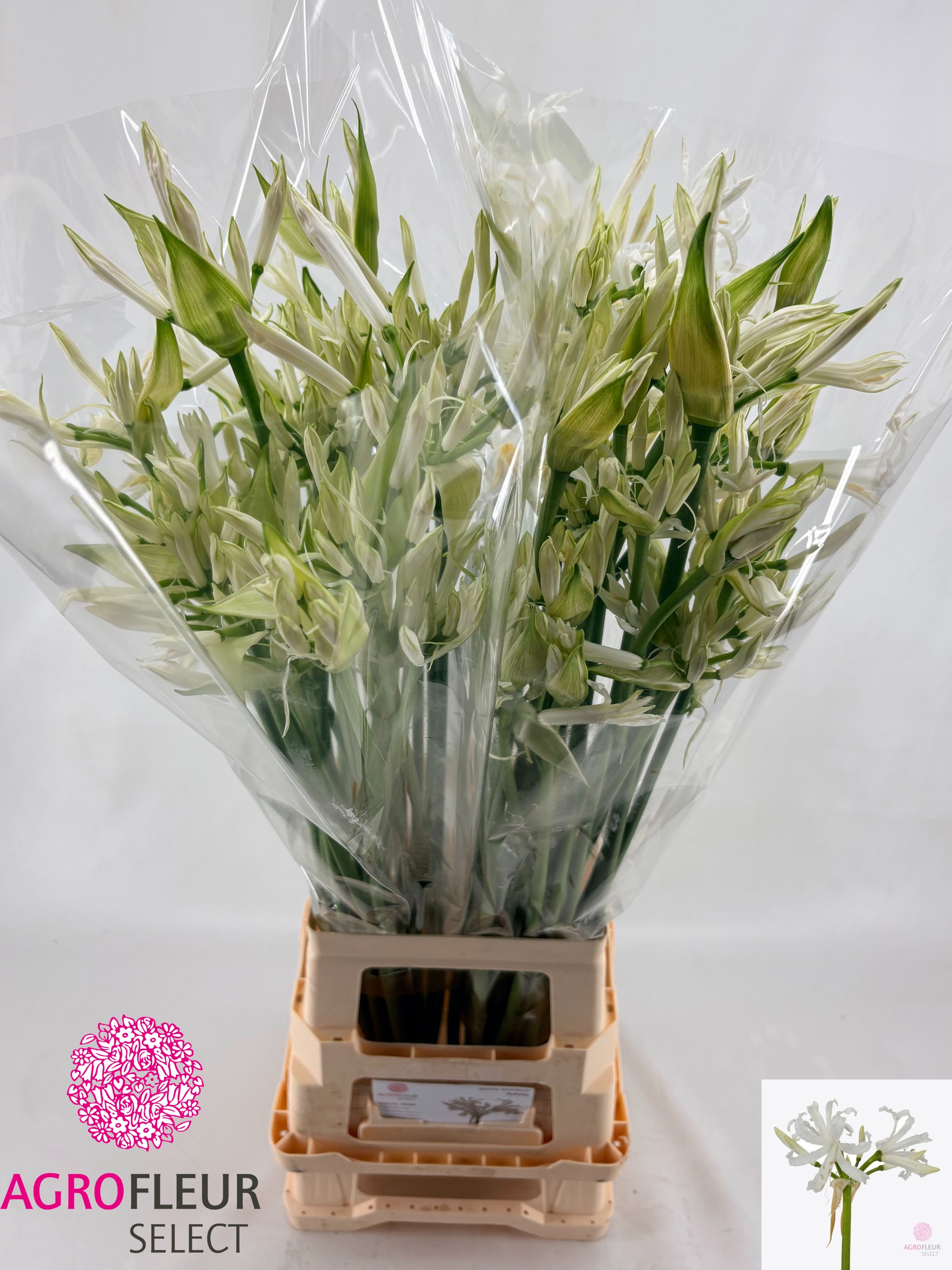Ne Bo Adele 80cm