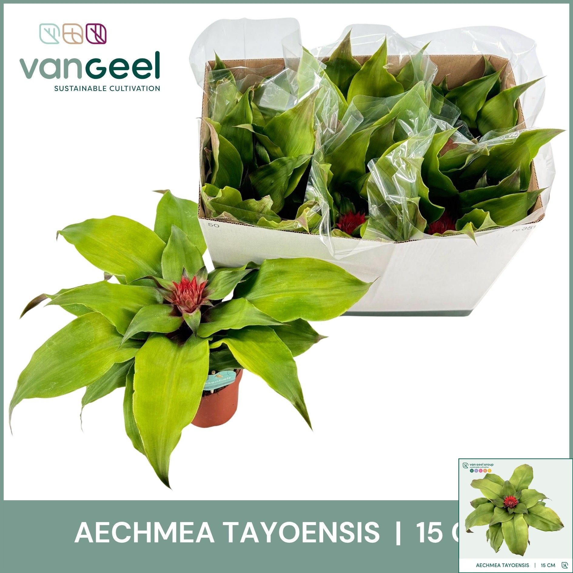 Aech Tayoensis 15P 40H 23bloei