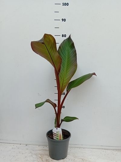 Ensete ventricosum Maurellii