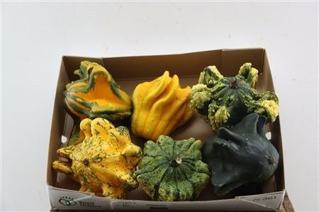 Cucurbita Pepo