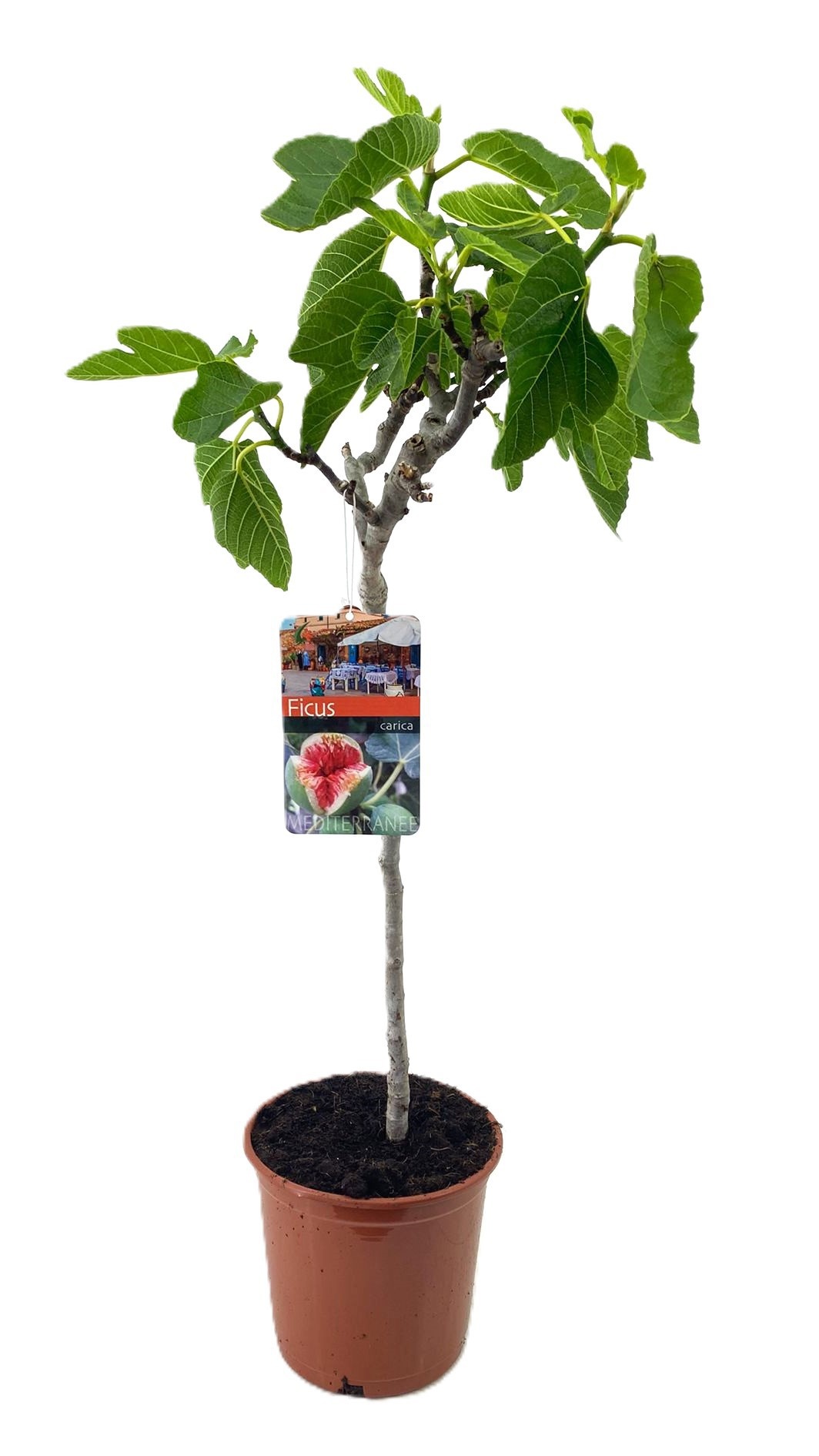 Ficus carica