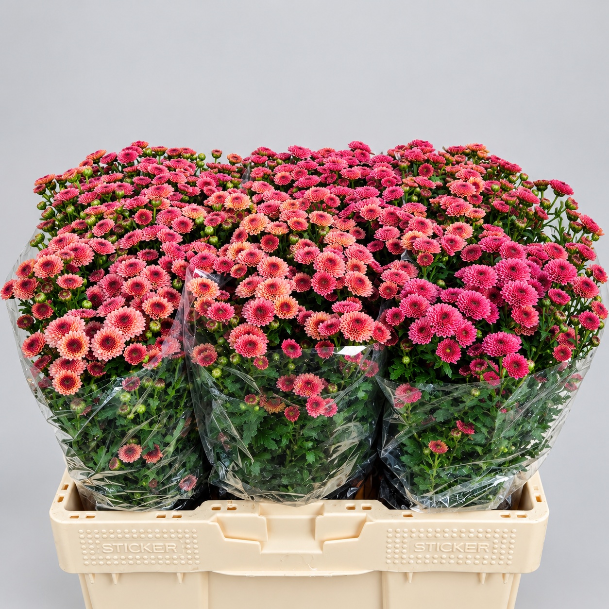 Chrys Santini Calimero Aprico 55cm 100Ø