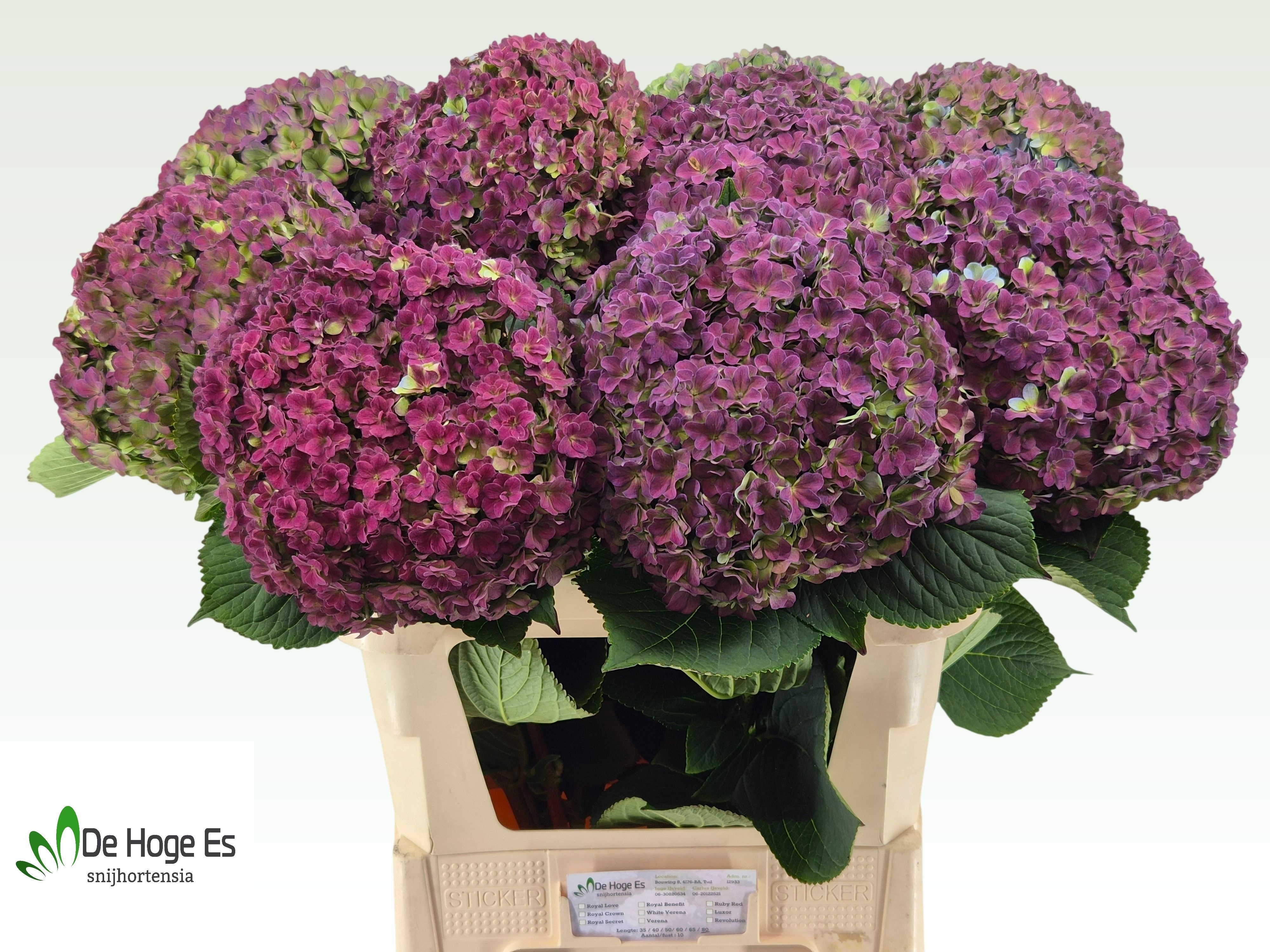 Hydrangea Beau Luxor Classic 80cm 24Ø
