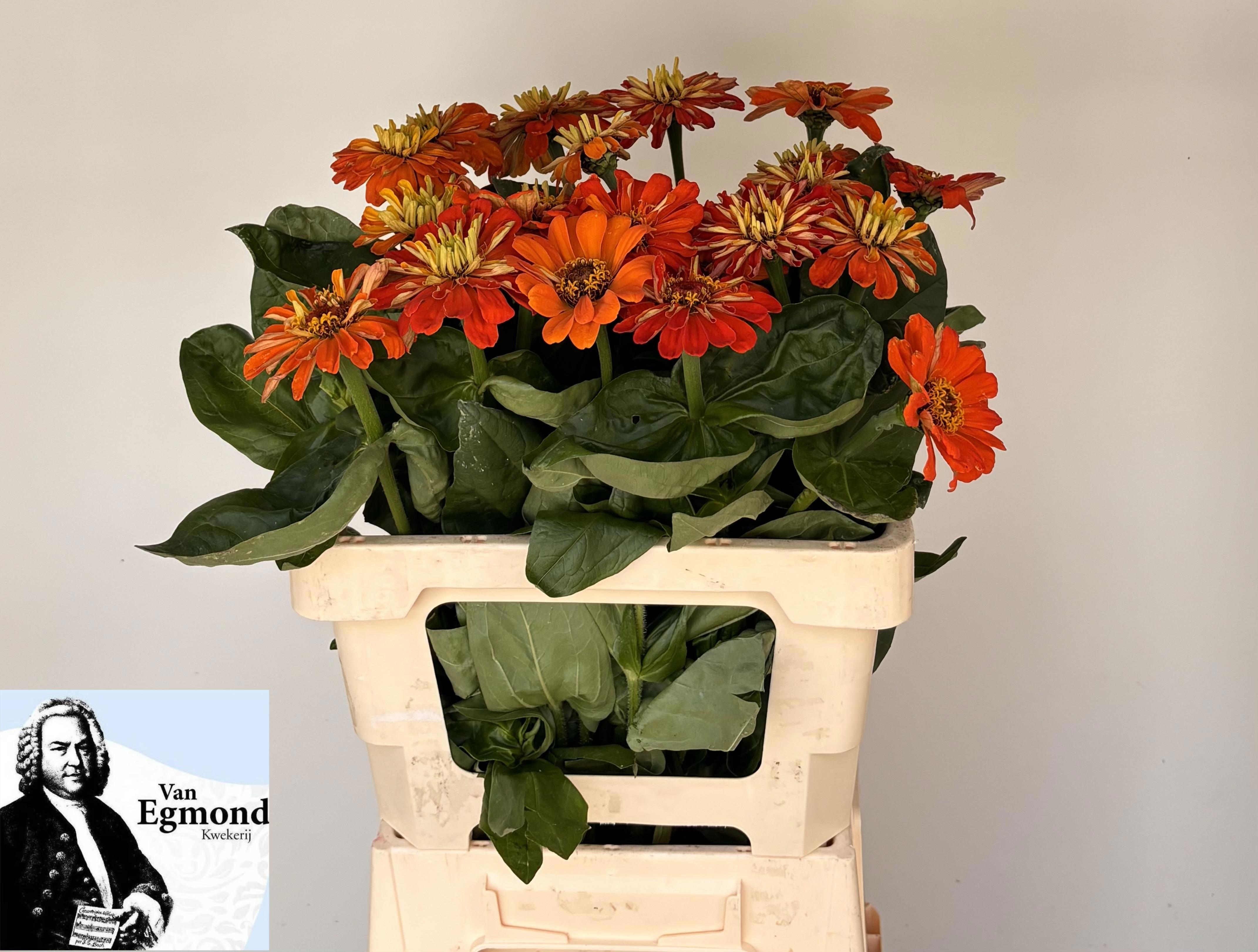 Zinnia Elegans 60cm