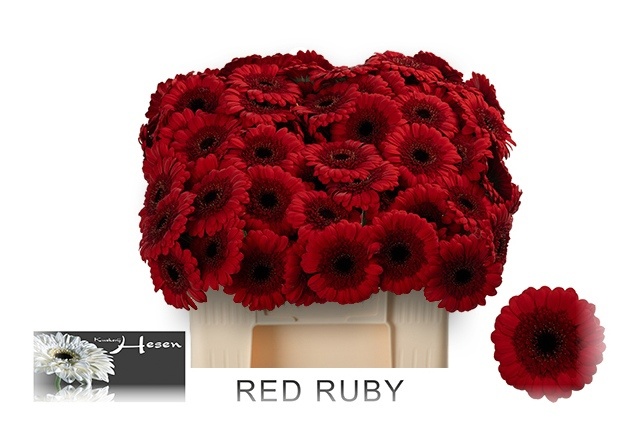 Germini Red Ruby 50cm 7Ø