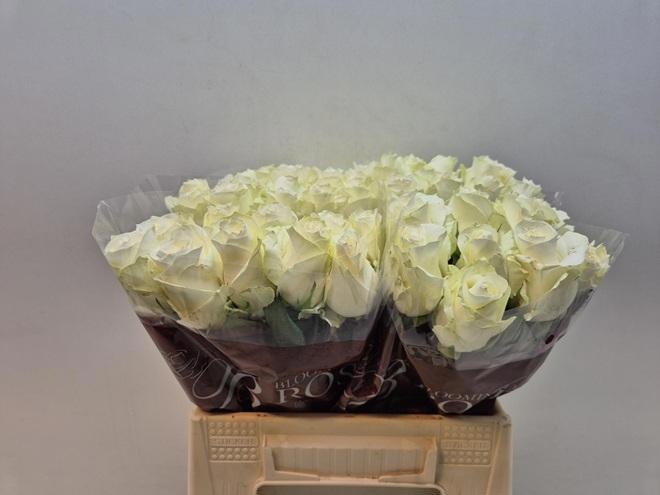 Rosa Proud 40cm