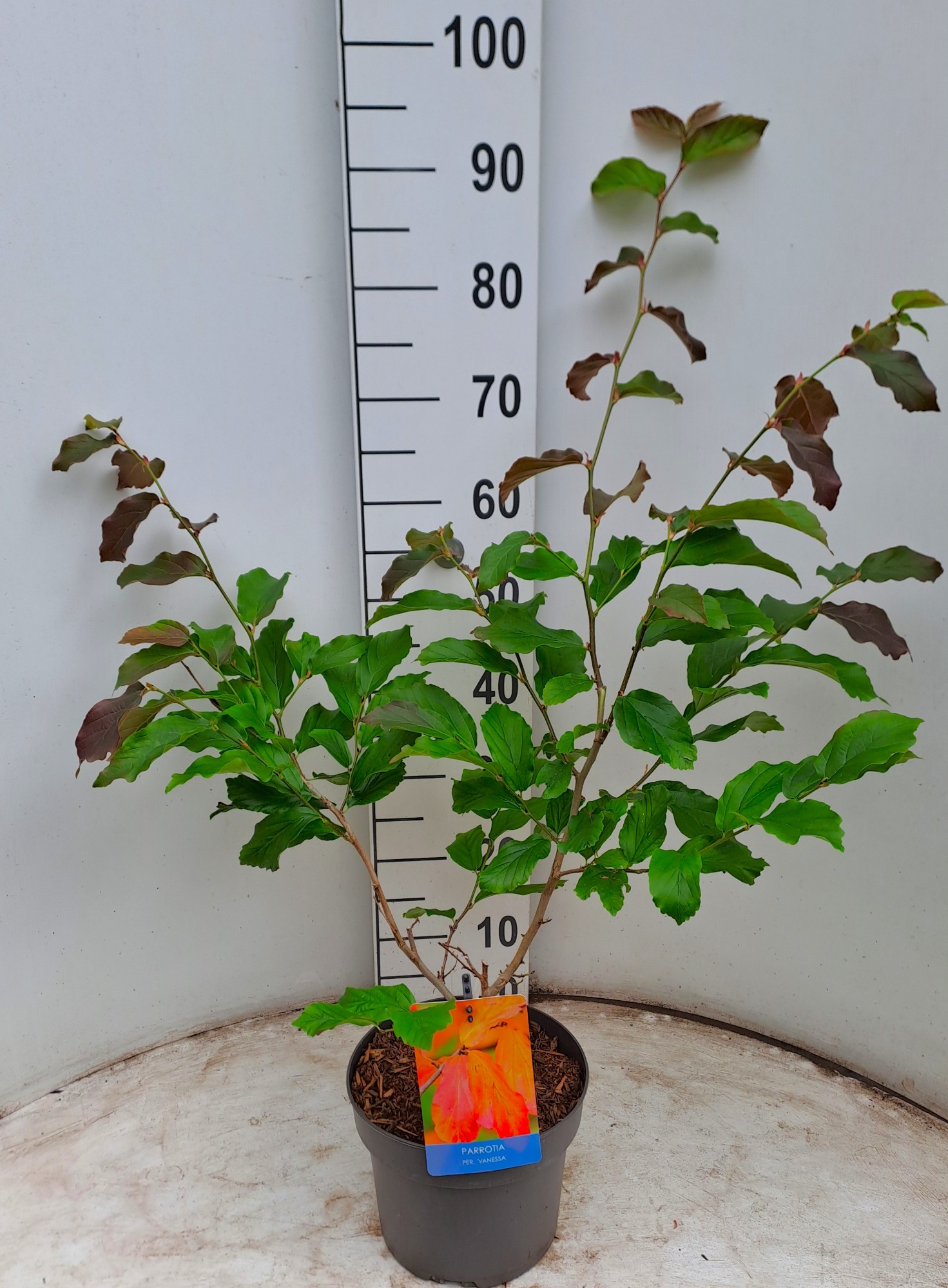 Picture of Parrotia per. Vanessa P21 (4 Ltr) (LOOSE)