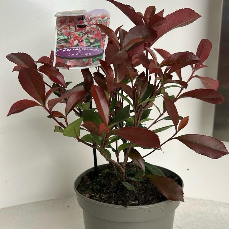 Picture of Photinia fraseri 'Carré Rouge'