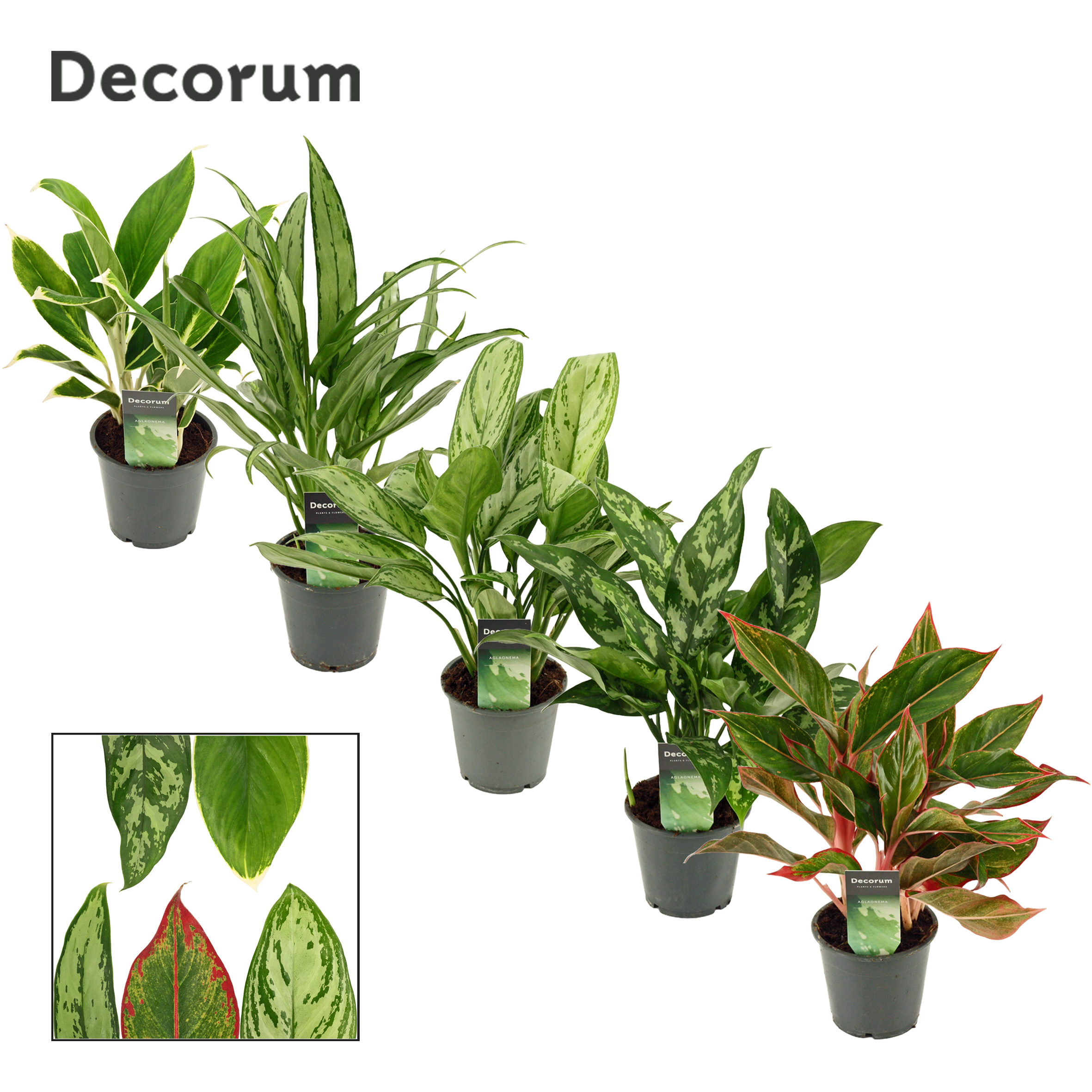 Picture of Aglaonema in varieties (Decorum) P12 35CM