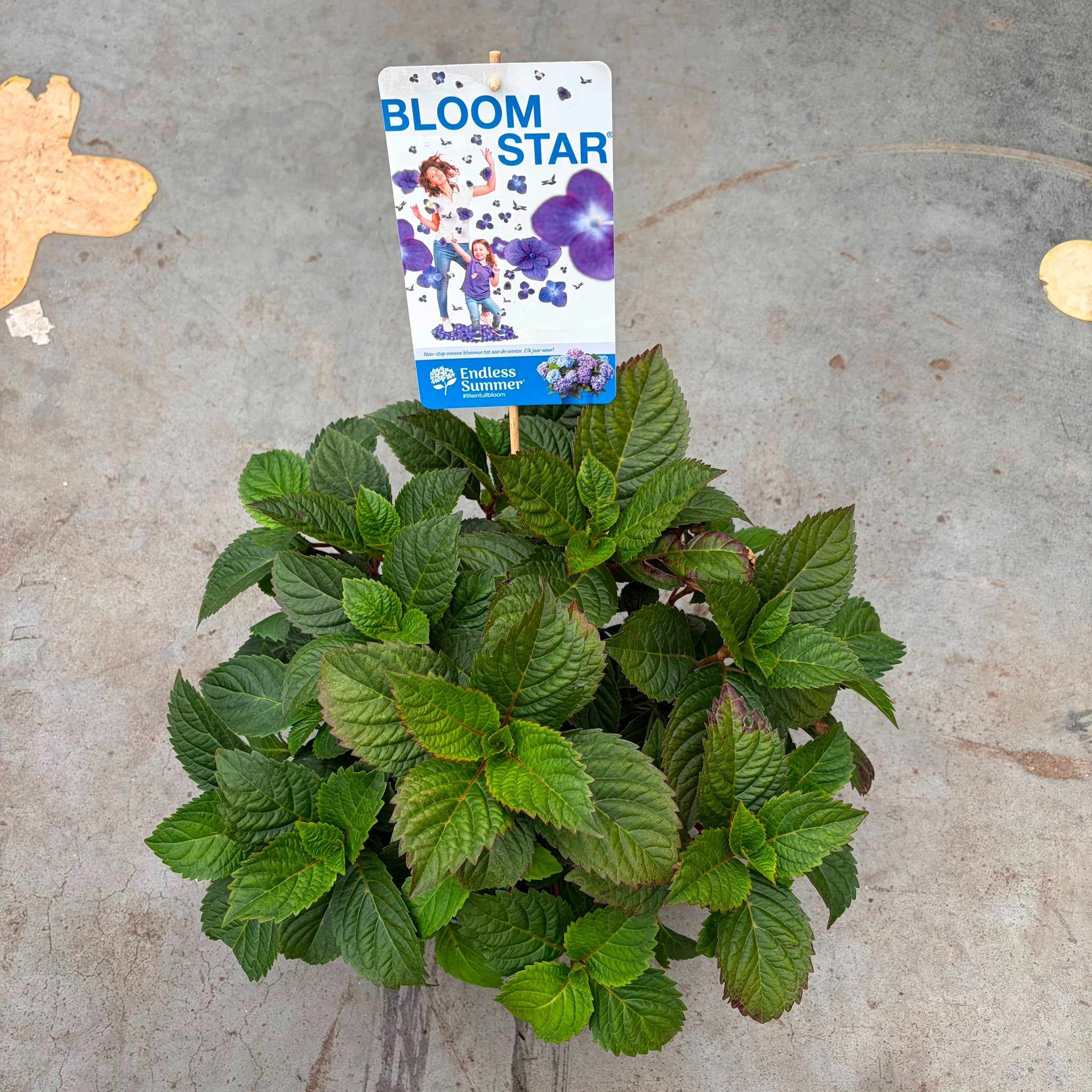 Hydrangea macrophylla Endless Summer Bloomstar Blue