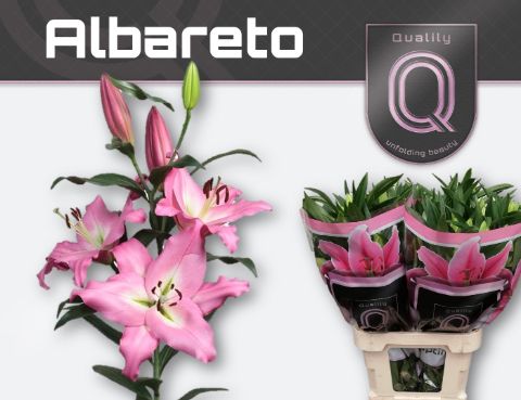 Li Ot Albareto