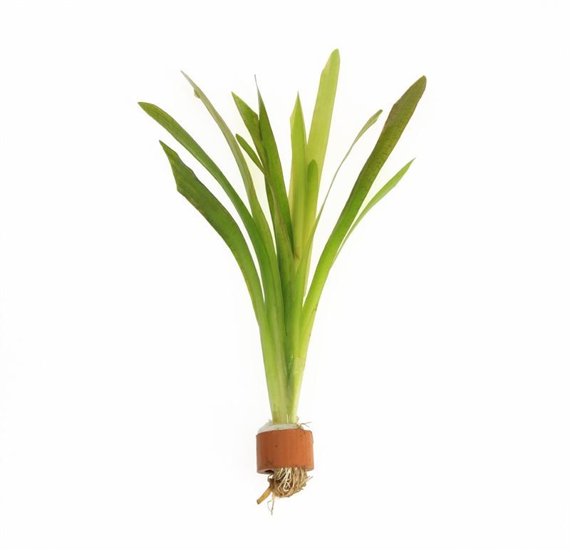 Vallisneria giganthea (TCR)