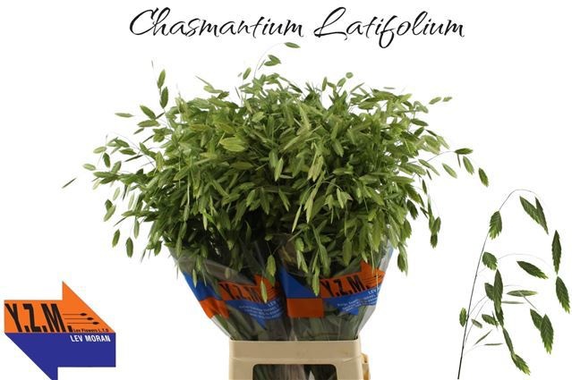 Chasmanthium Latifol