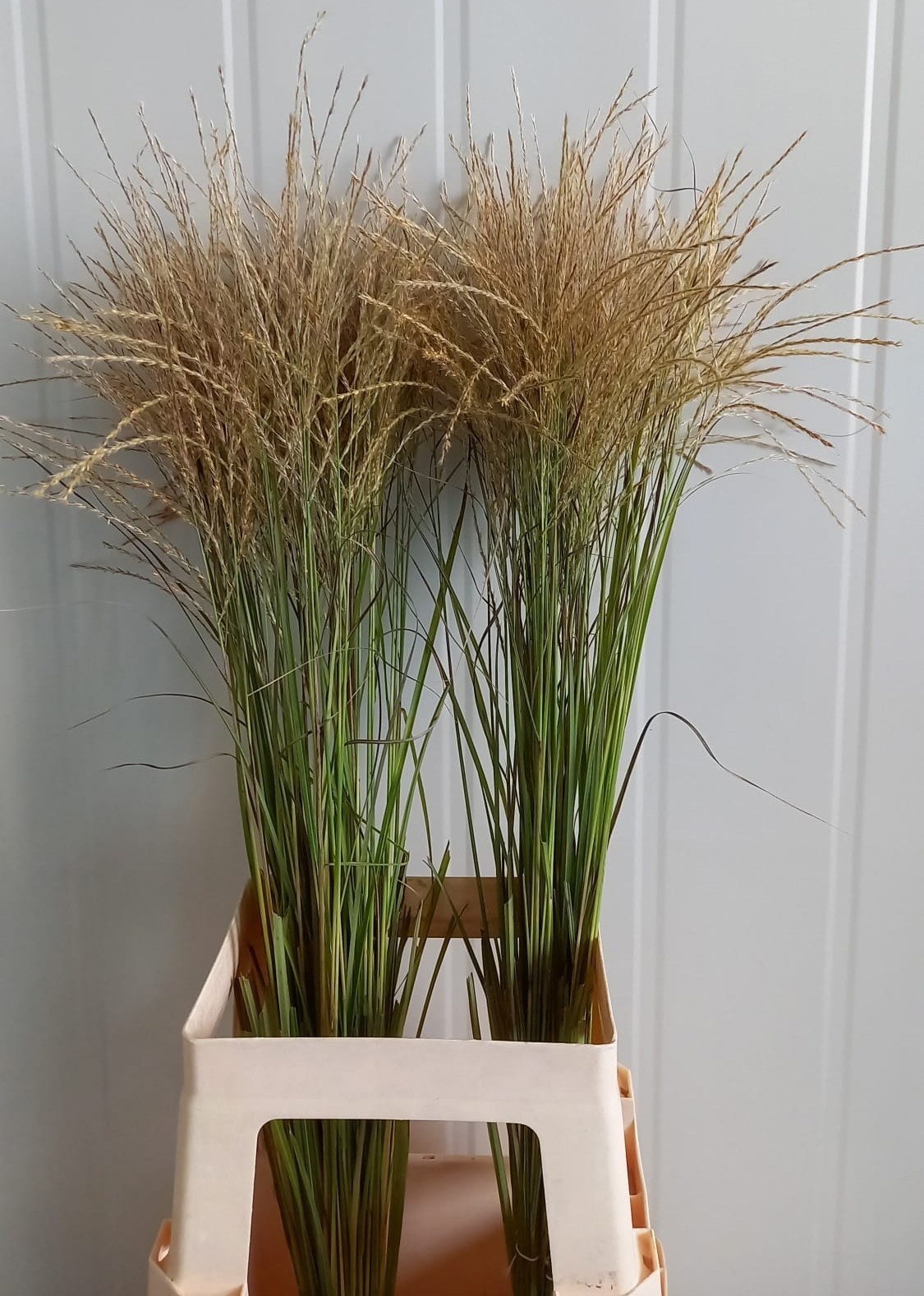 Misc Si Fern Osten W 80cm