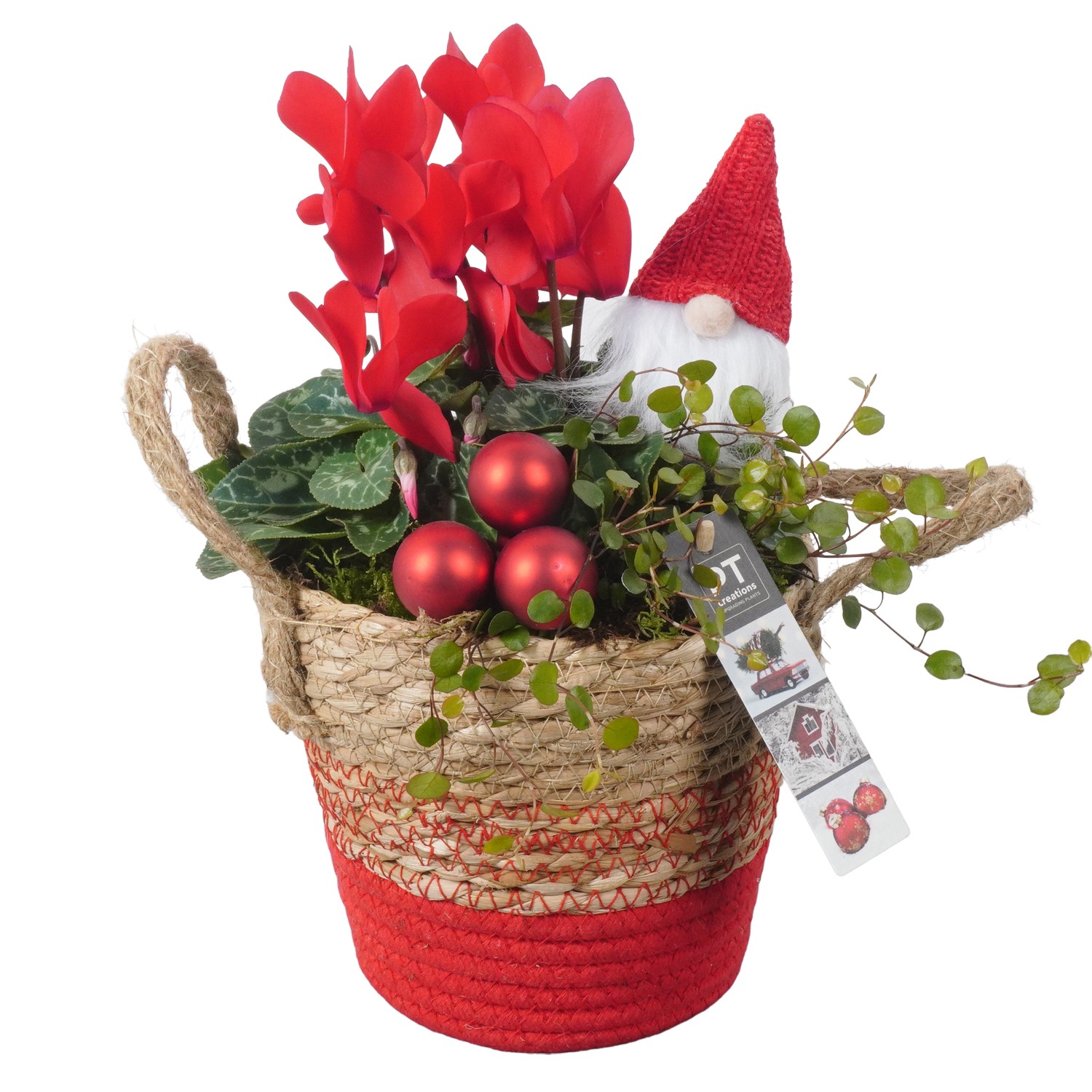 Picture of PTKB9333 Arrangement X-Mas in grass basket P17 32cm