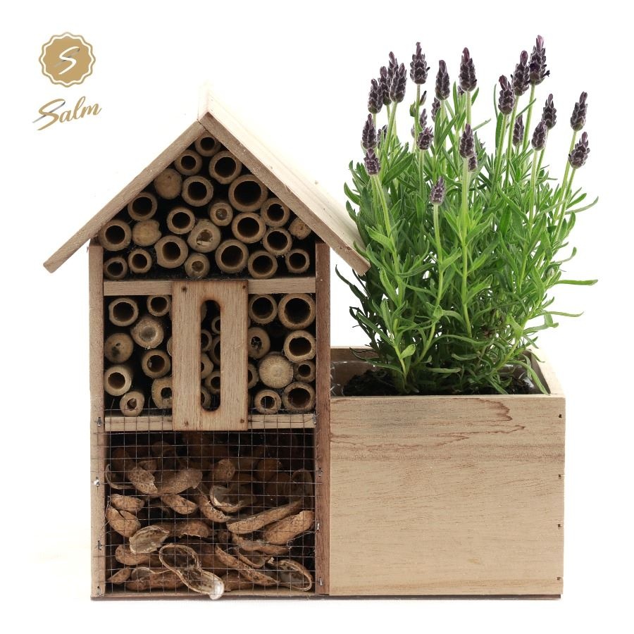 Picture of Lavandula st. 'Anouk'® Collection P10,5 in Insect Hotel