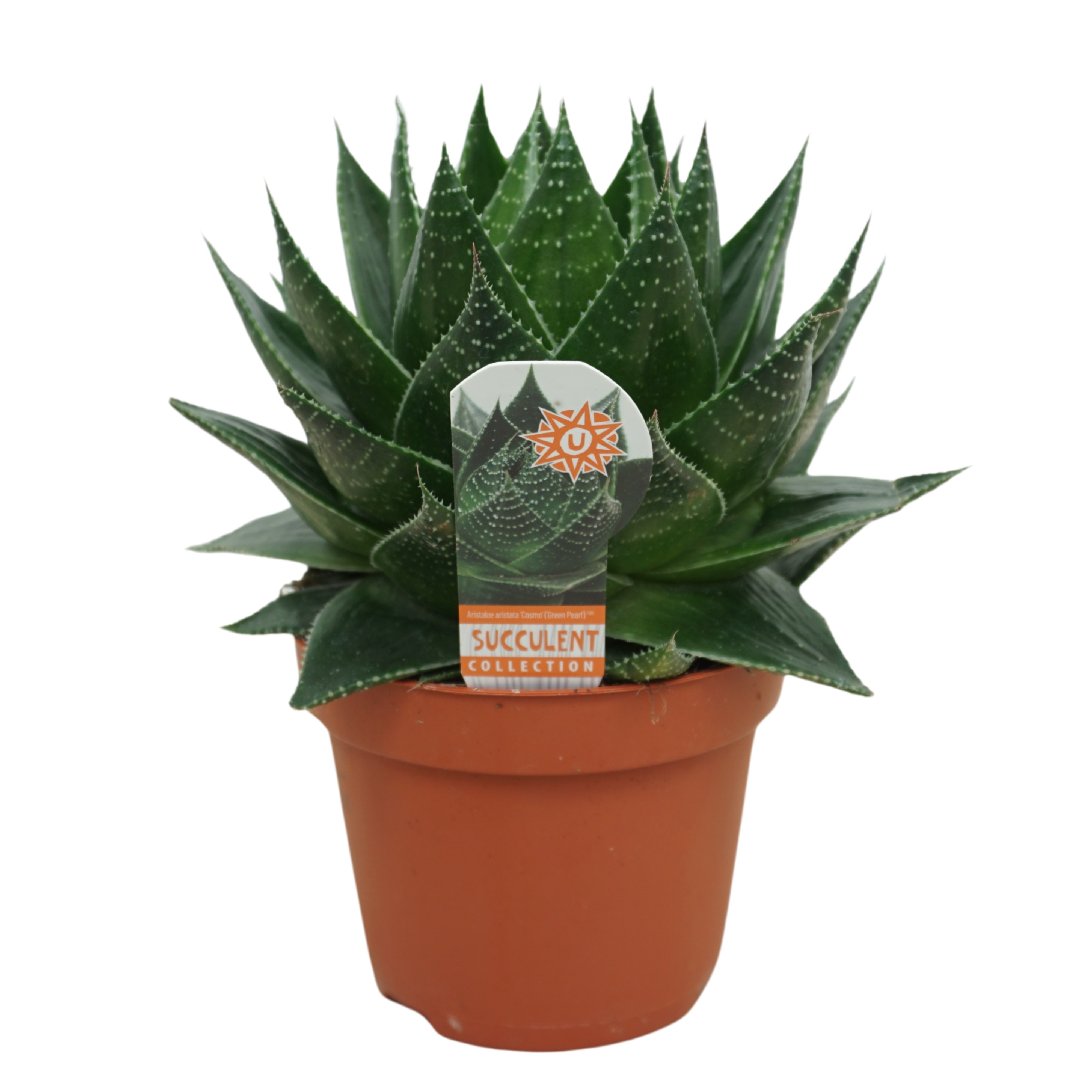 Aloe 'Cosmo' | Hamiplant