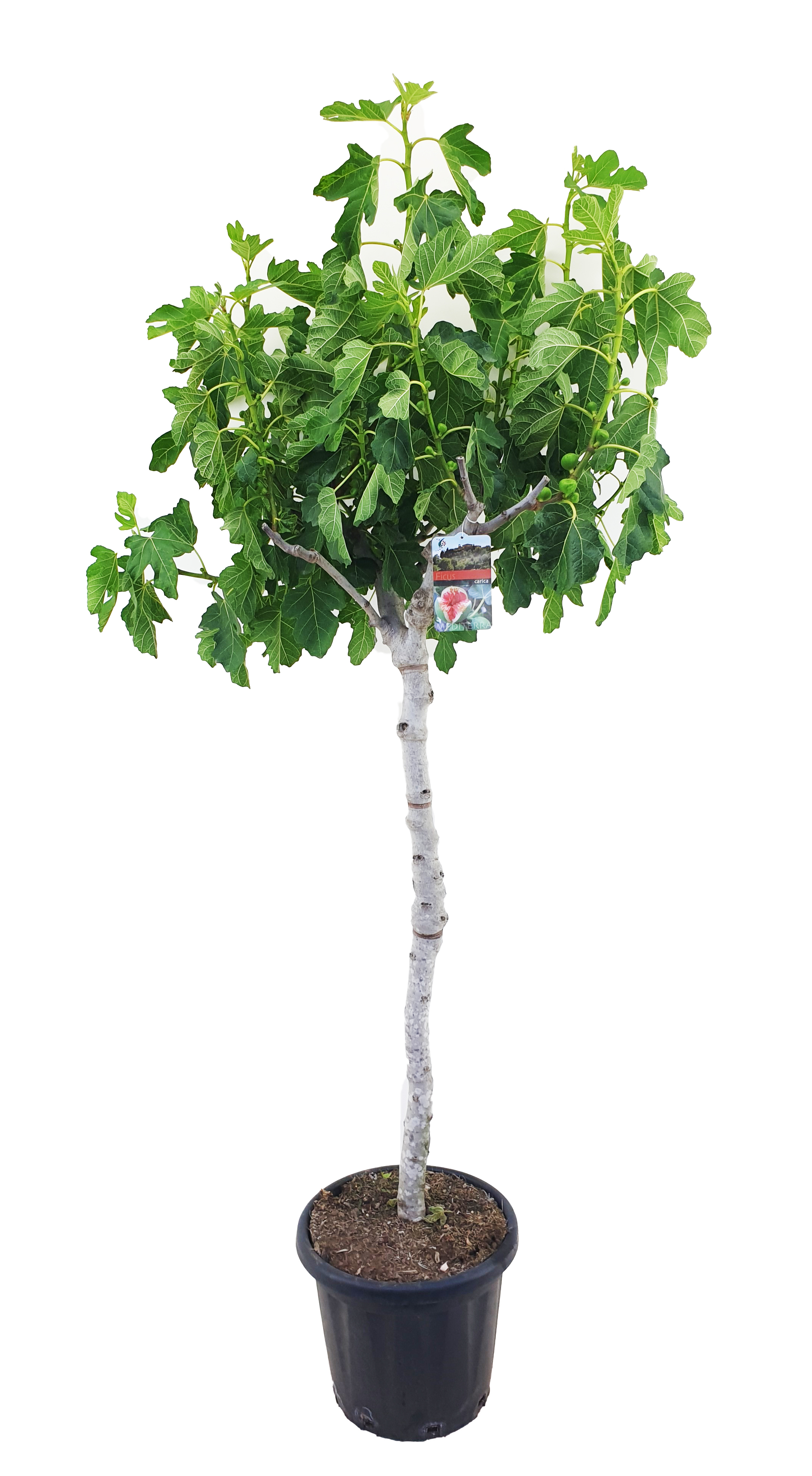 Picture of Ficus carica P40-(25-LTR) 200CM