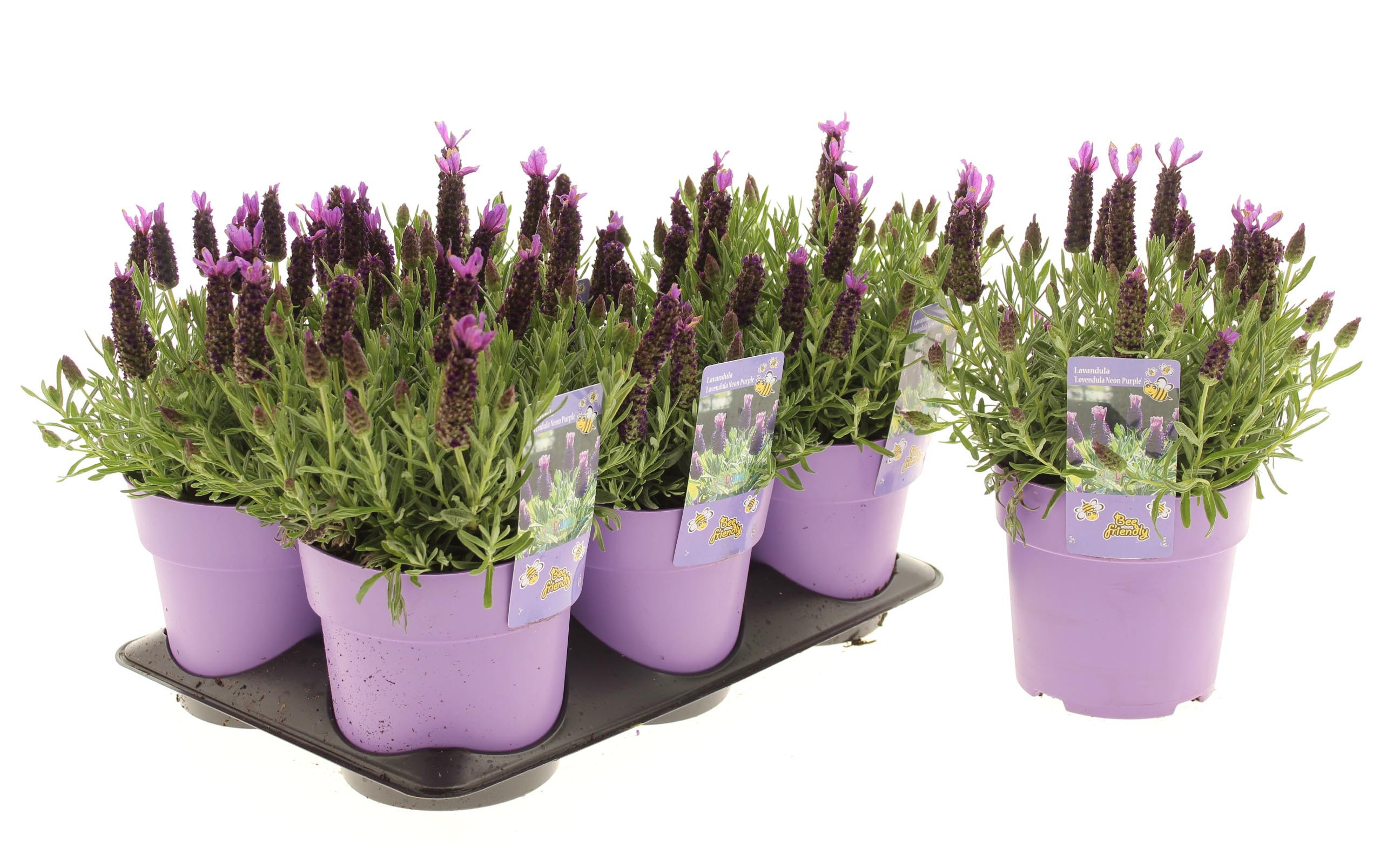 Picture of Lavandula Lovendula Neon Purple