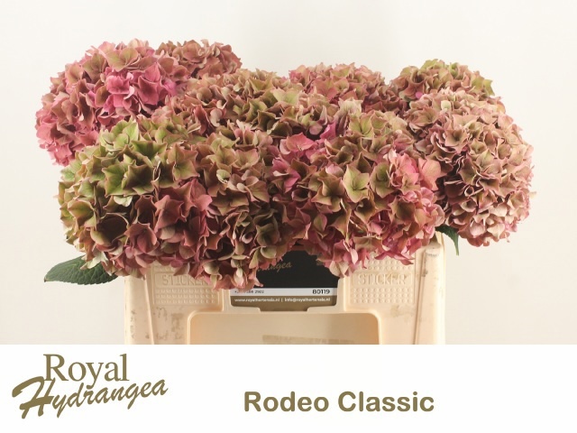 Hydrangea Rodeo Classic Pink 50cm 17Ø
