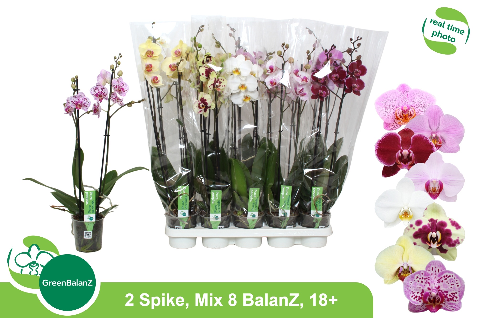 Phal Gem 8 Kl 12P 65H 2TAK 18bloem 23bloei