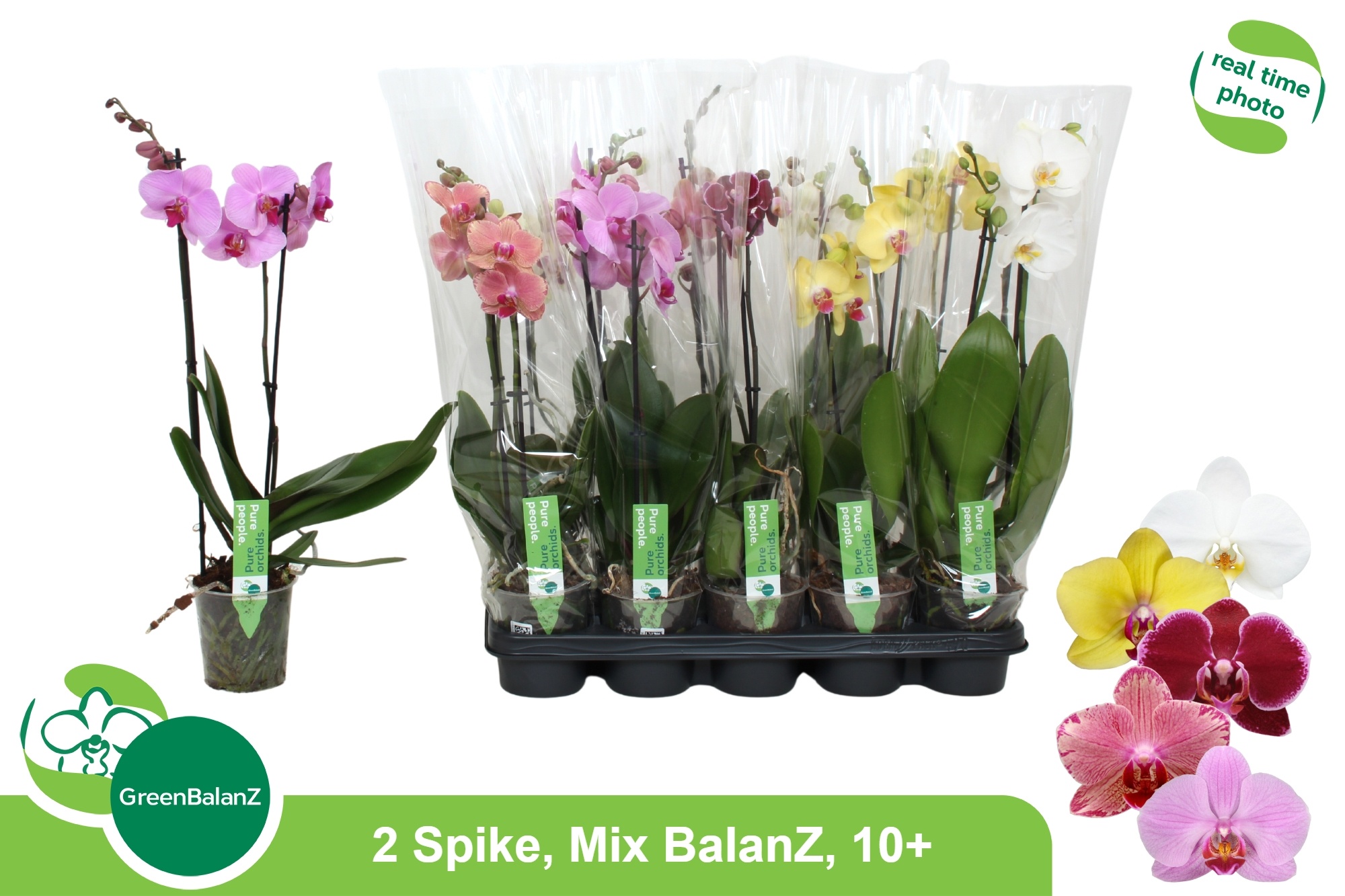 Phal Gem 5 Kl 12P 55H 2TAK 10bloem 23bloei