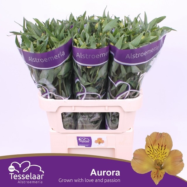 Alstr Aurora