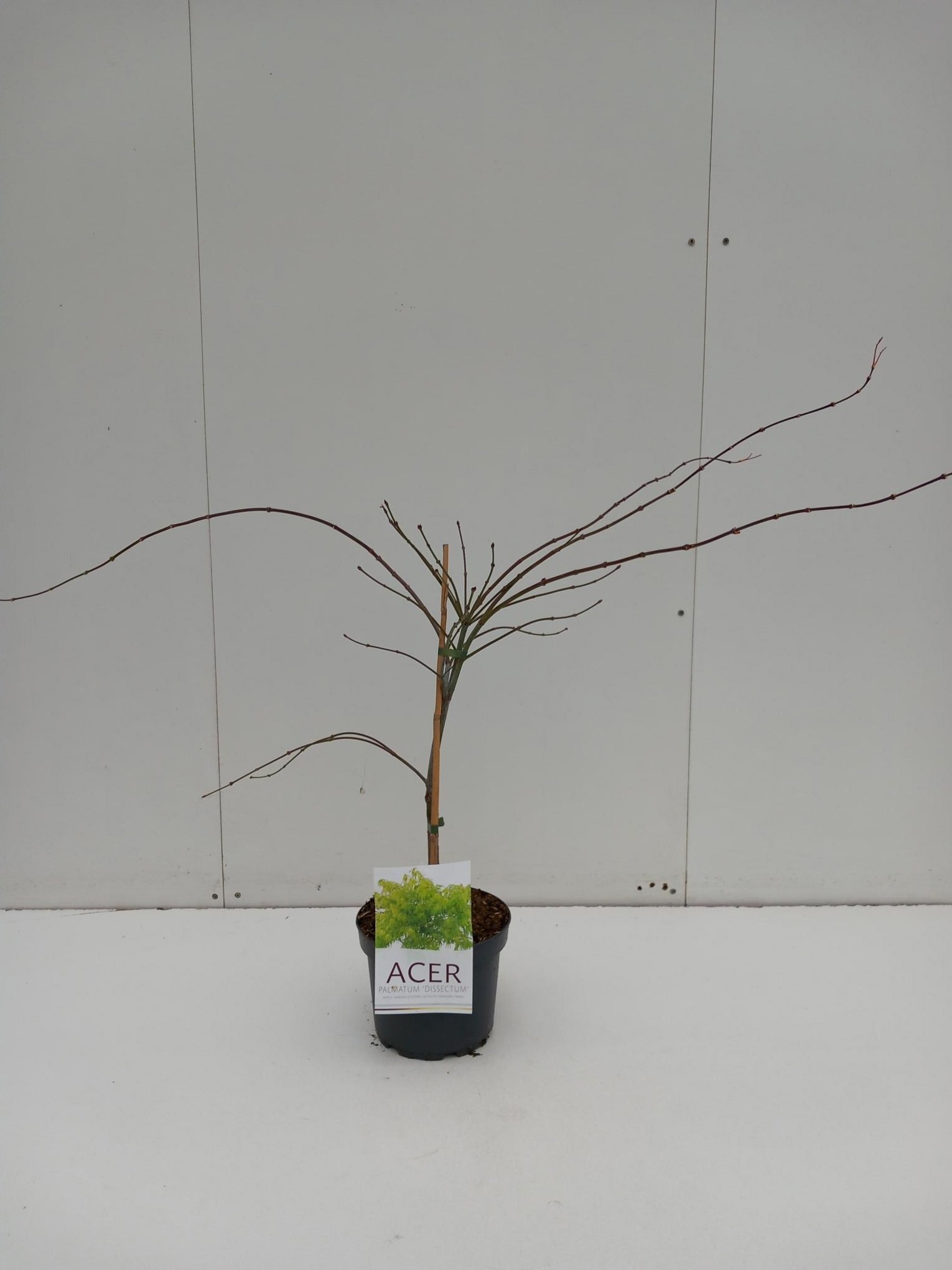 Picture of Acer pal. Dissectum