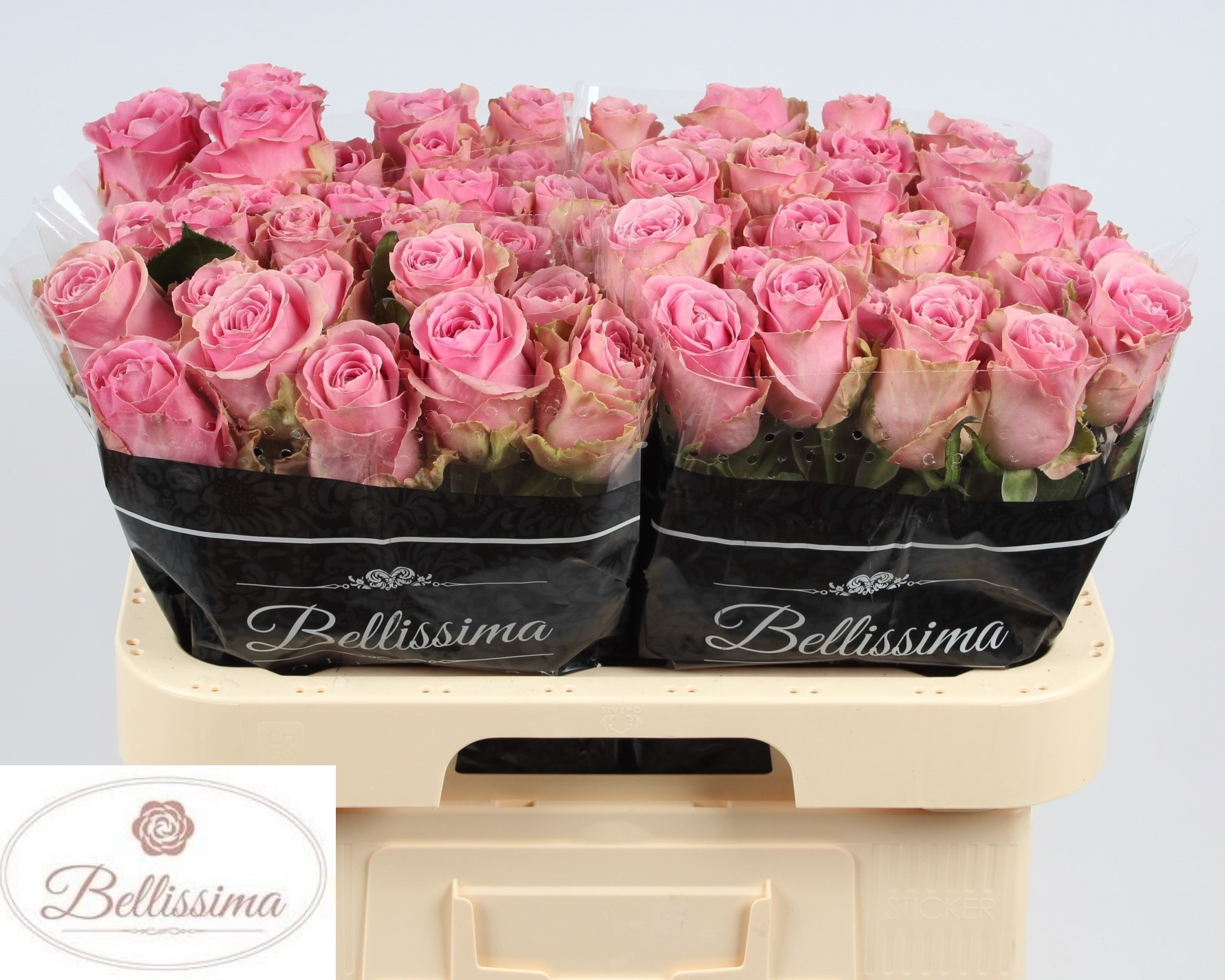 Rosa Wham 60cm