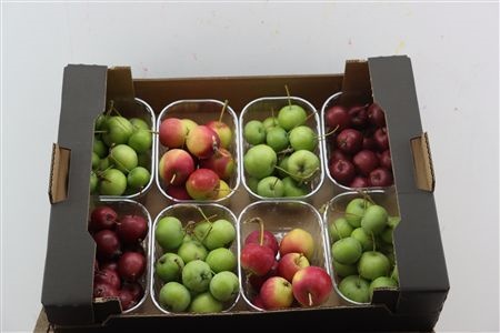 Malus Per Tray