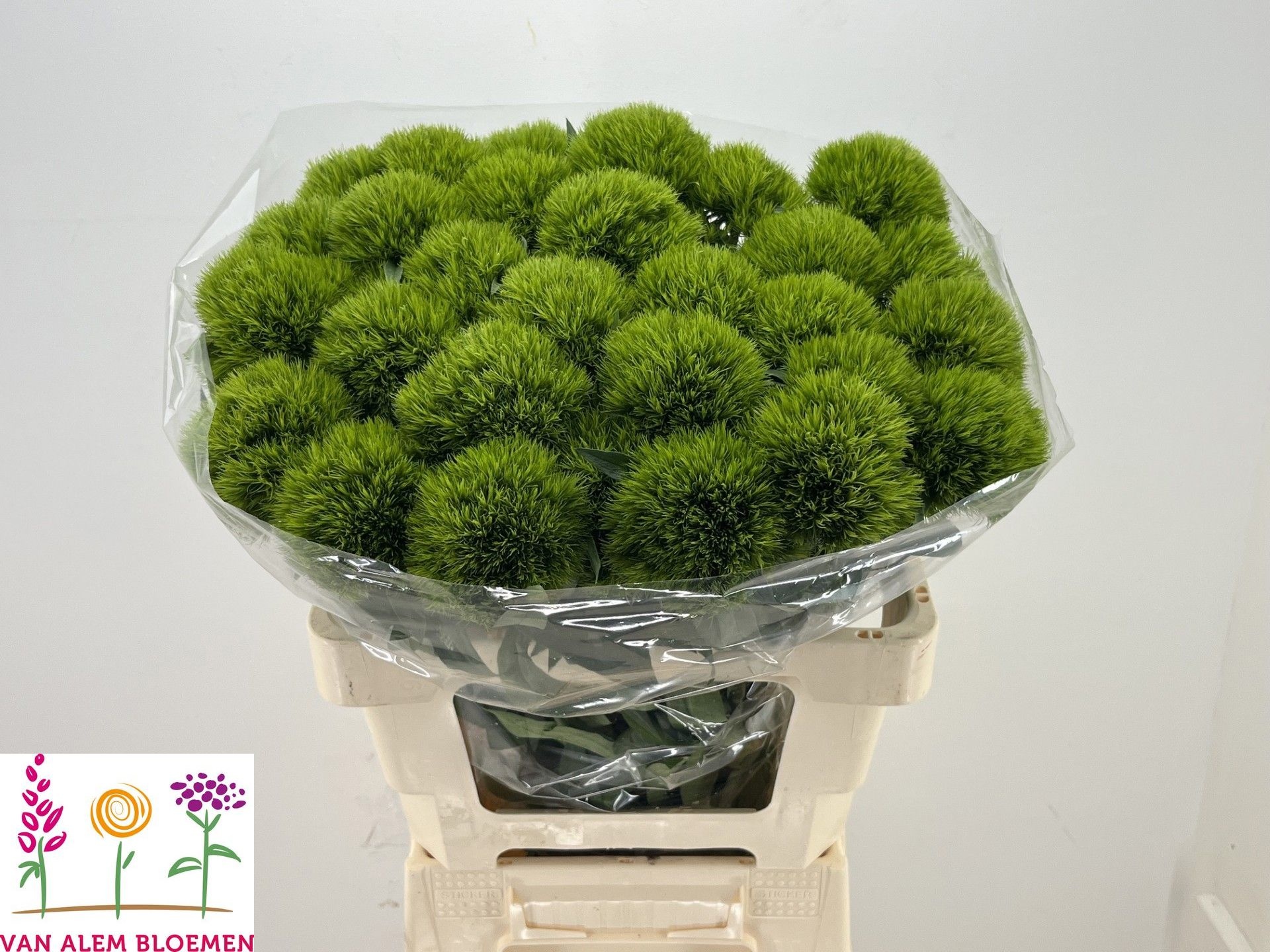 Di Barb Green Charm