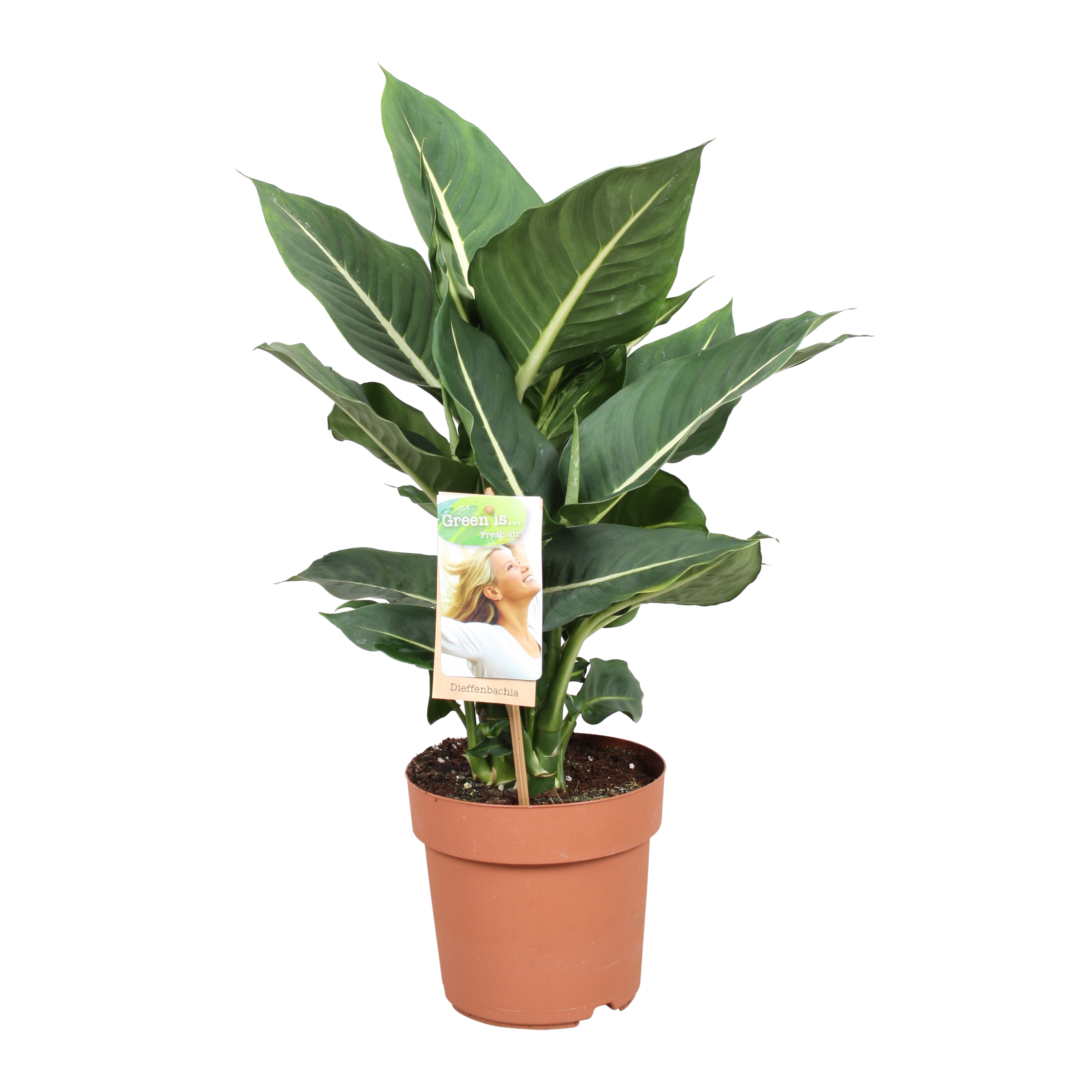 Picture of Dieffenbachia Green Magic P17 45cm