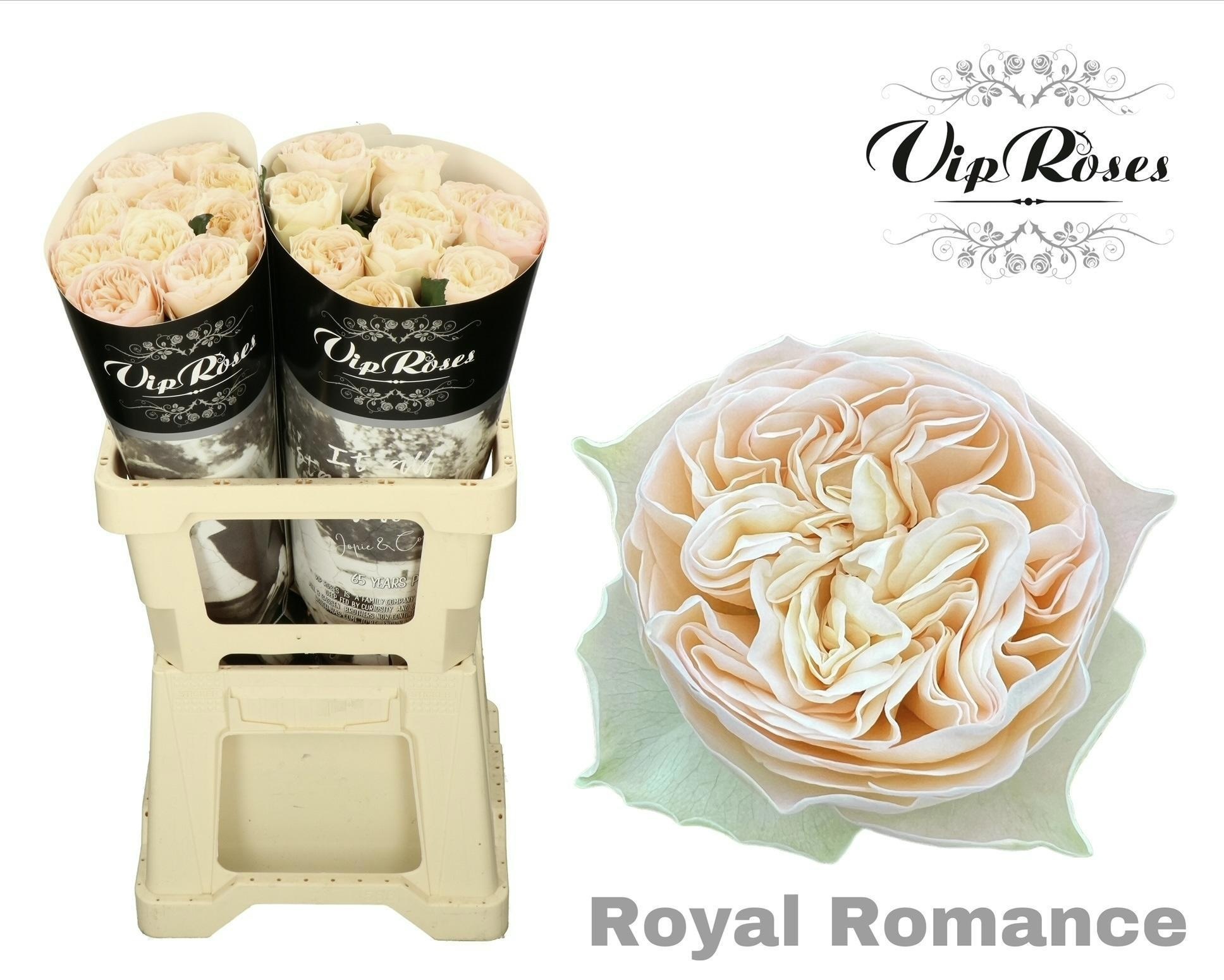 R Gr Royal Romance