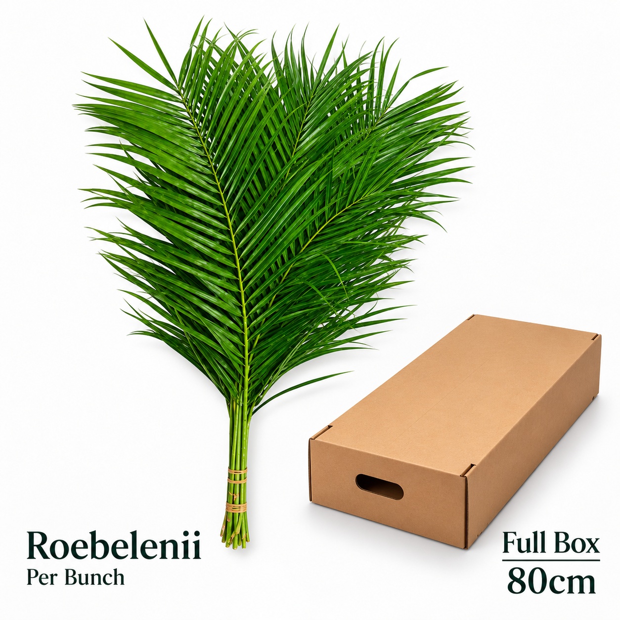Phoenix Roebeleni Bs 60L.cm