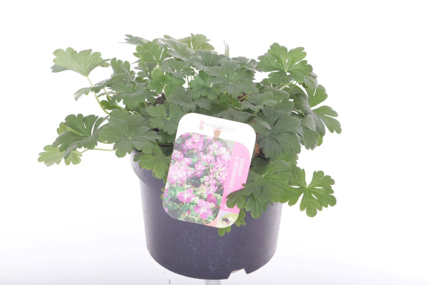 Geranium cantabrigiense 'Cambridge'