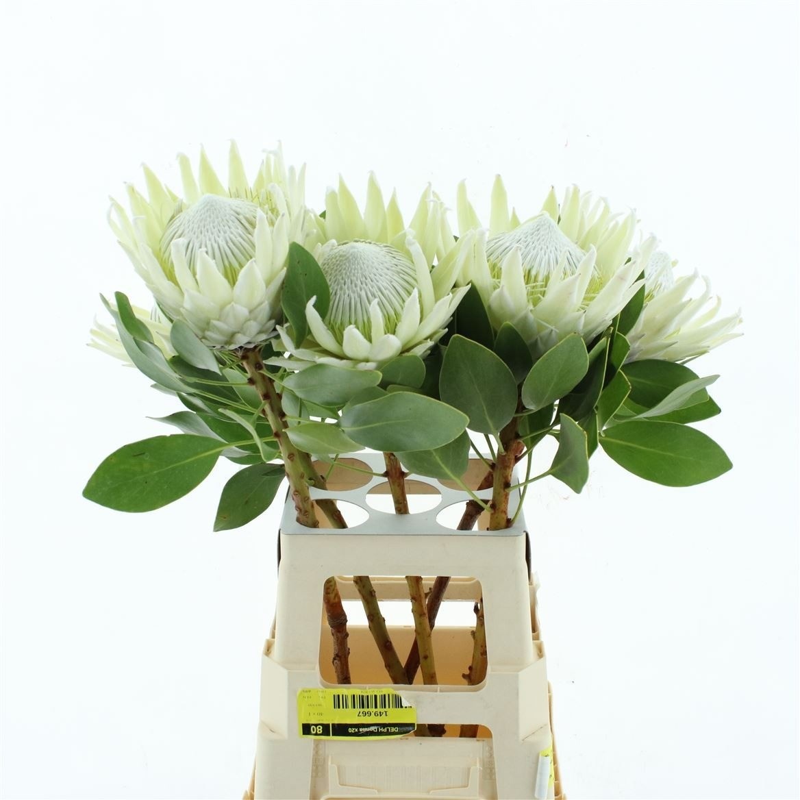 Protea Cy Arctic Ice