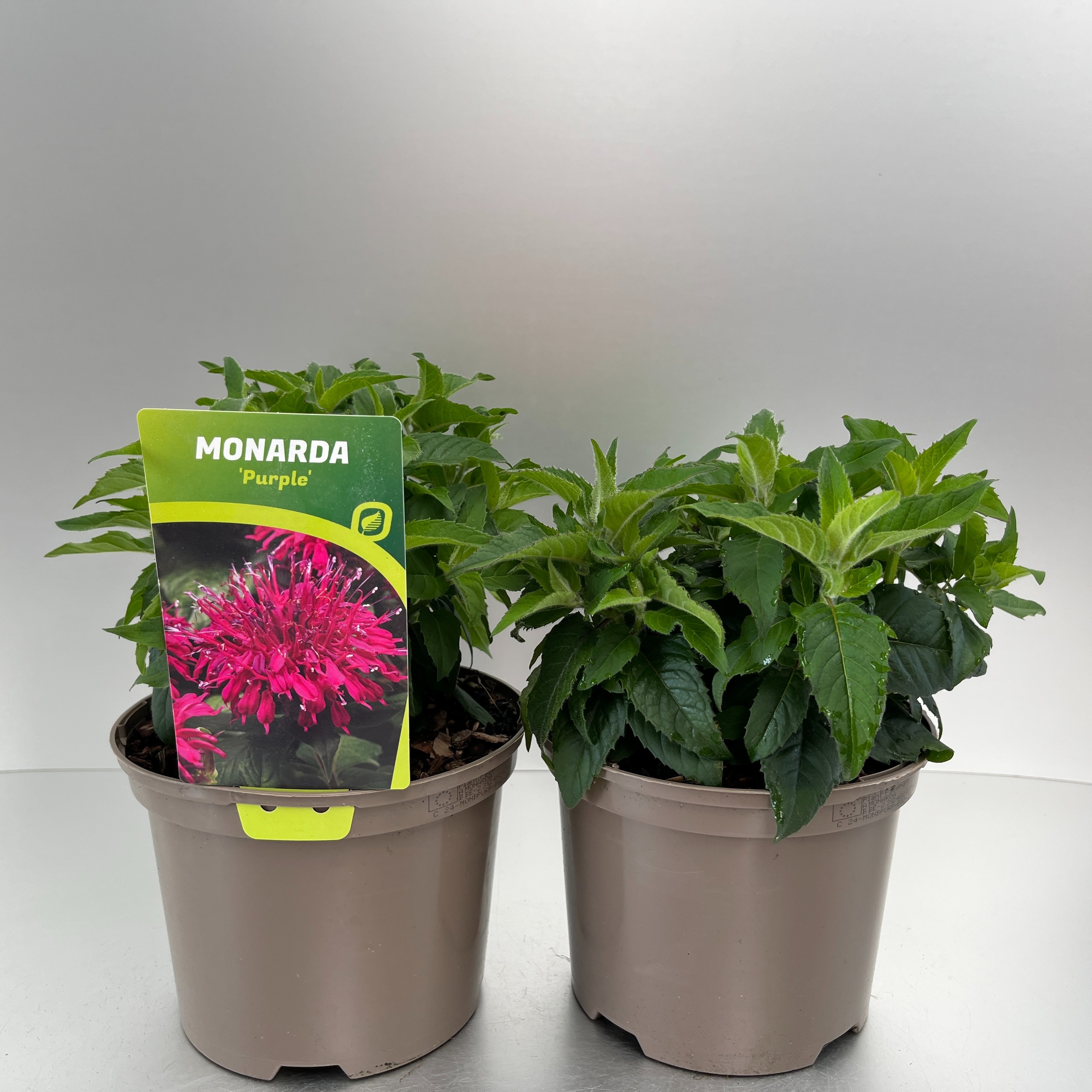 Picture of Monarda didyma Balmy Purple P17 (2 Ltr)