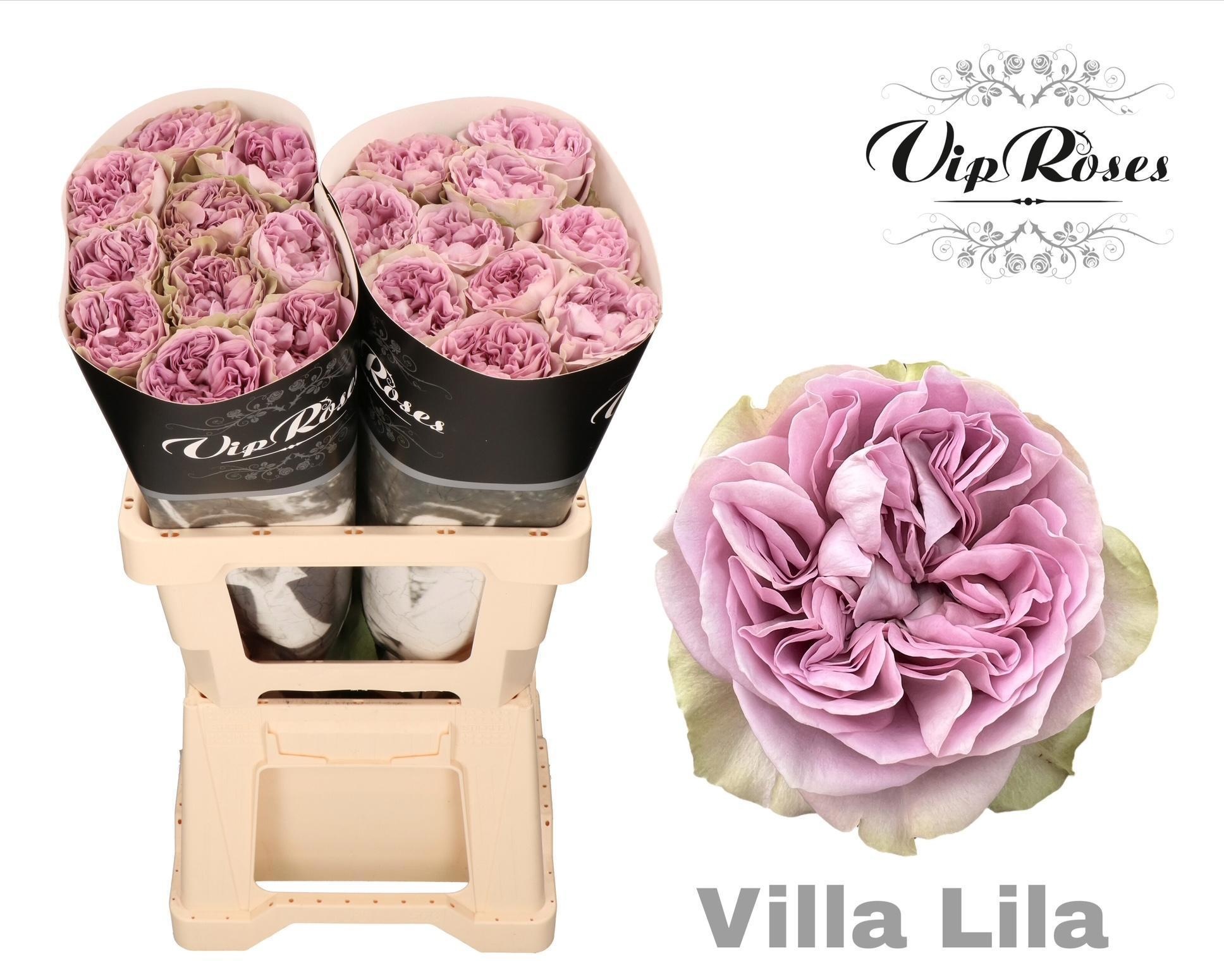 R Gr Villa Lila