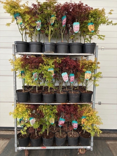 Acer mix 5/8 species