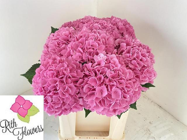 Hydrangea Royal Salute 50cm 16Ø