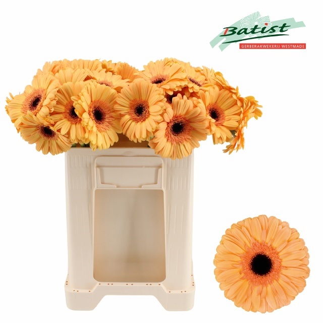 Gerbera Jetset