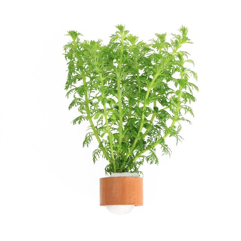 Limnophila sessiliflora tcr