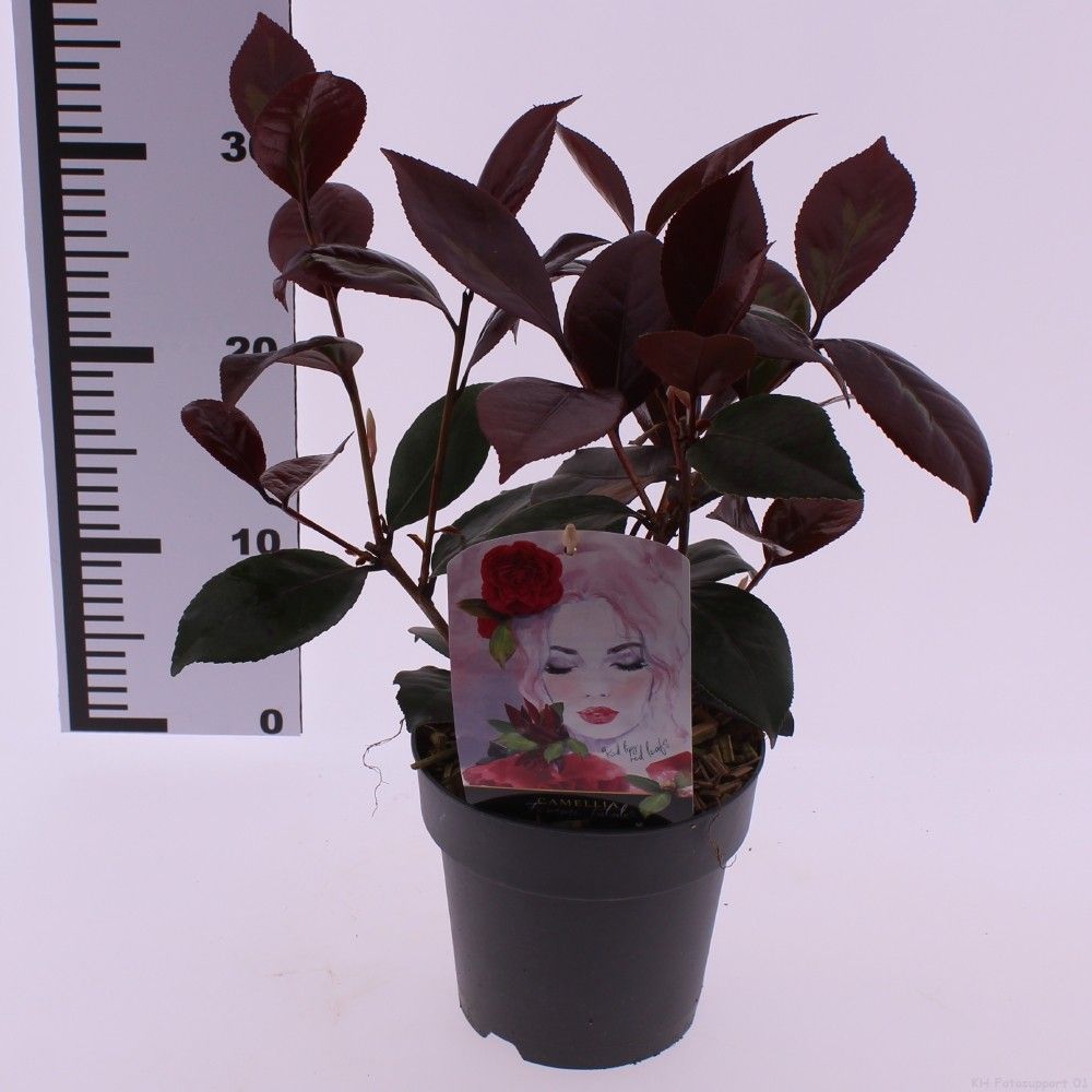 Picture of Camellia japonica 'Femme Fatale'