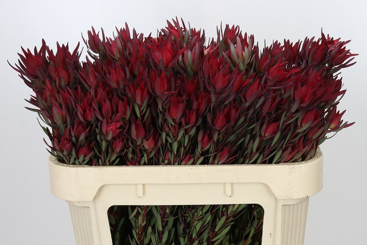 Leucadendron Sal Blush 70cm