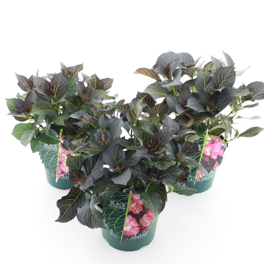 Picture of Hydrangea macr. Black Diamonds® MIX C5 (23cm.) Kn.