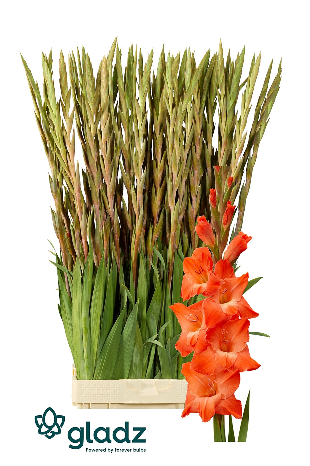 Gladiolus Live Oak 120cm 190gram