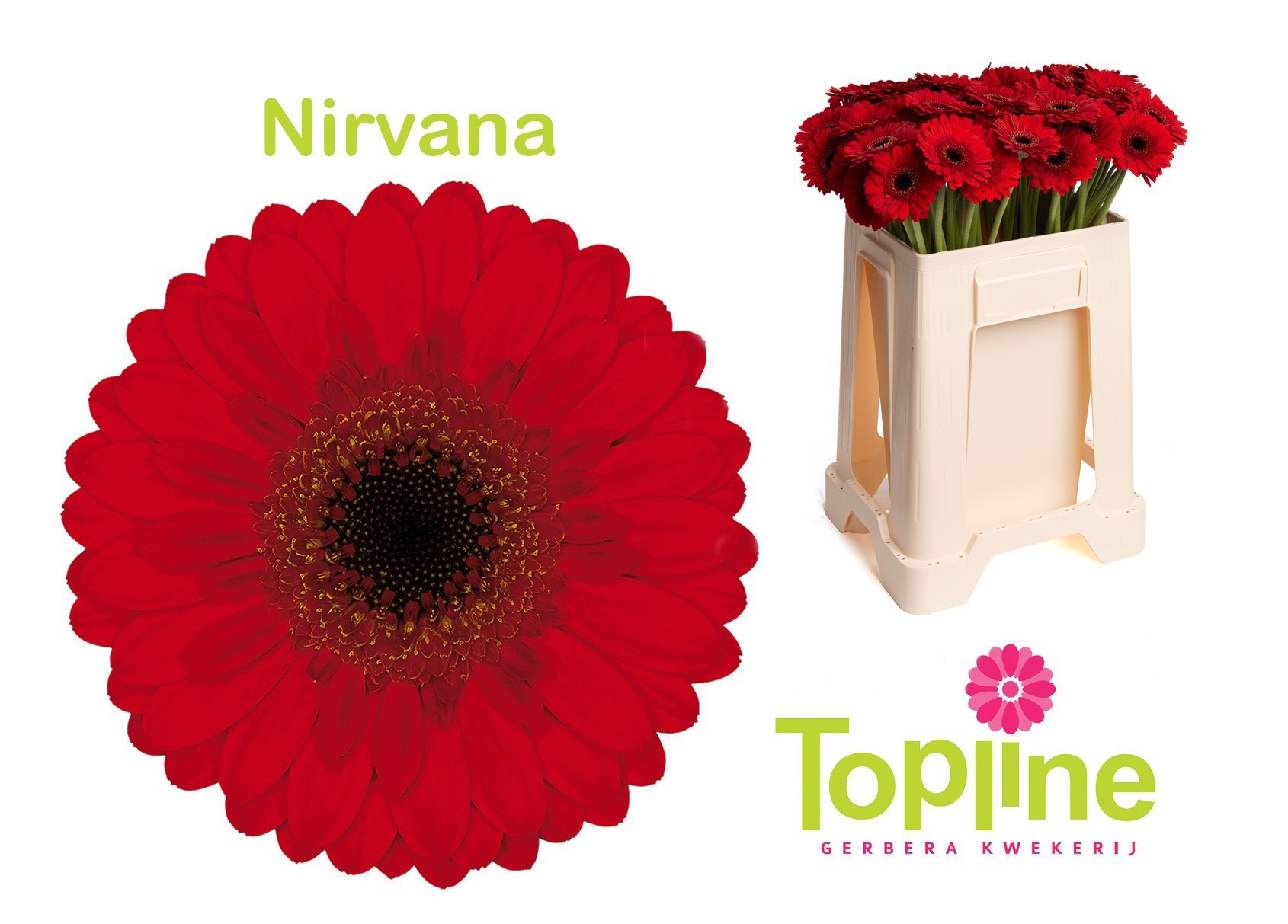 Ge Mi Nirvana